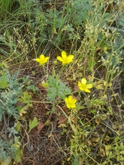Ranunculus oxyspermus