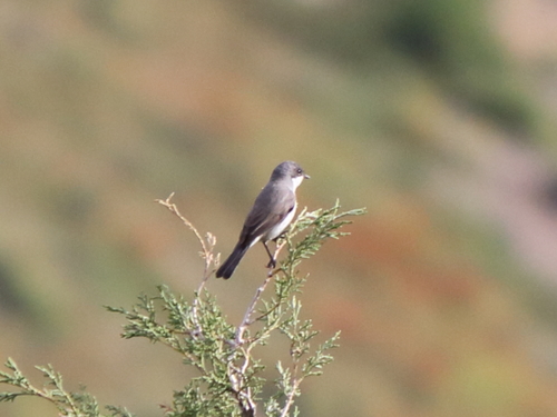 Eastern Orphean Warbler (Curruca crassirostris), photo 7