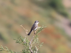 Curruca crassirostris