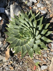 Aloe polyphylla