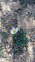 Oxalis adspersa