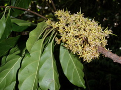 Planchonella torricellensis