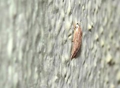 Scythropiodes