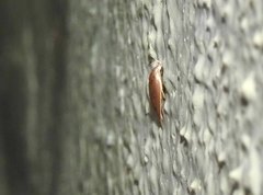 Scythropiodes
