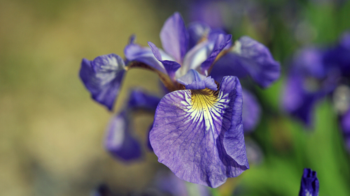 Iridaceae