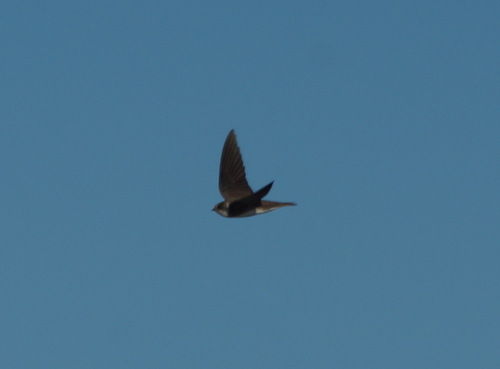 Avión zapador (Riparia riparia)