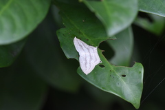Acropteris ciniferaria