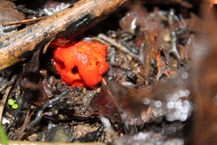 Leratiomyces erythrocephalus