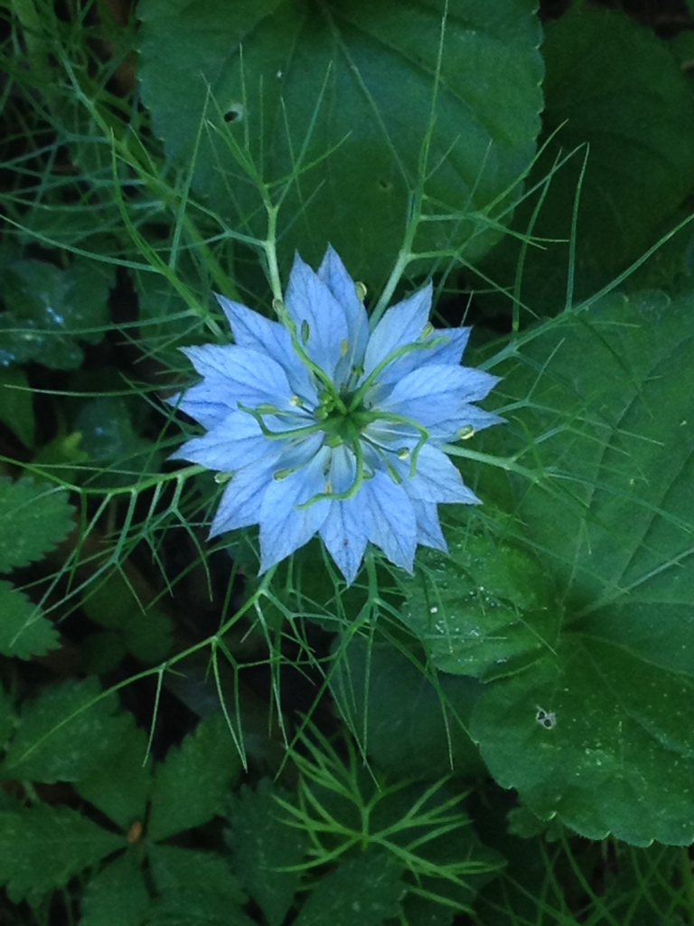 love-in-a-mist (Nigella damascena) · iNaturalist