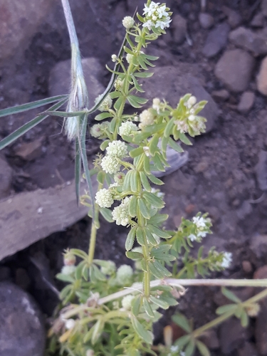 Image of Galium verrucosum by (c) Karim Haddad, some rights reserved (CC BY)