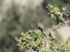 Phylloscopus sindianus