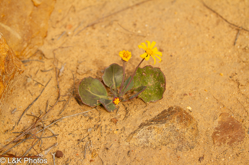 Othonna hederifolia