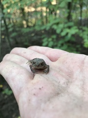 Bufo bufo