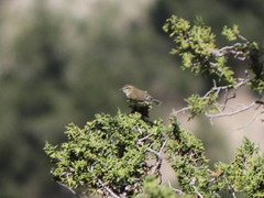 Phylloscopus sindianus