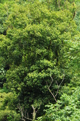 Planchonella torricellensis