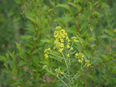 Brassicaceae