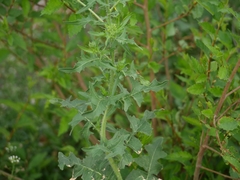 Brassicaceae
