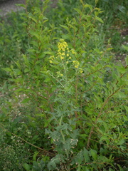 Brassicaceae