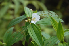 Melastoma denticulatum