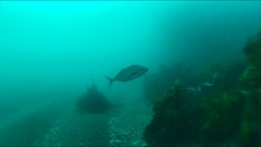 Latridopsis ciliaris