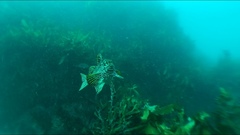 Aplodactylus arctidens