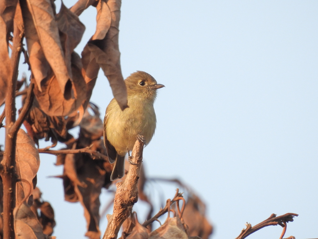 Hutton's Vireo from María Auxiliadora, San Cristóbal de las Casas, Chis ...