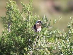 Oenanthe melanoleuca