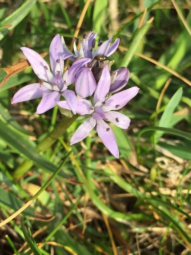 Spring Squill