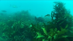 Chirodactylus spectabilis