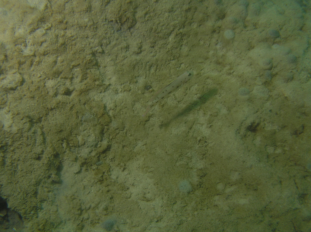 Spinecheek goby