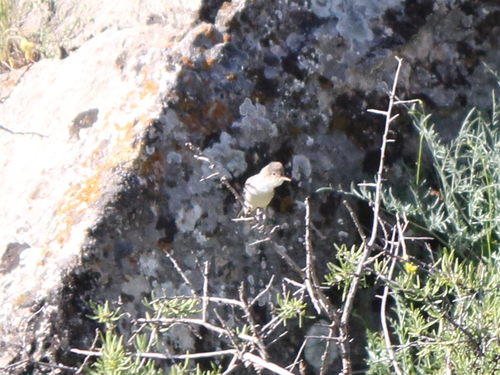 Hippolais languida