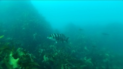 Chirodactylus spectabilis