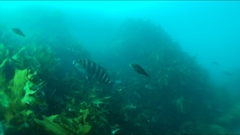 Chirodactylus spectabilis