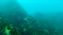 Chirodactylus spectabilis