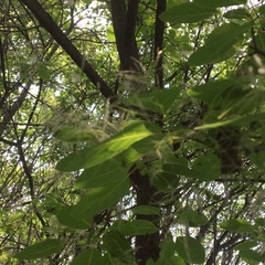 Angiospermae