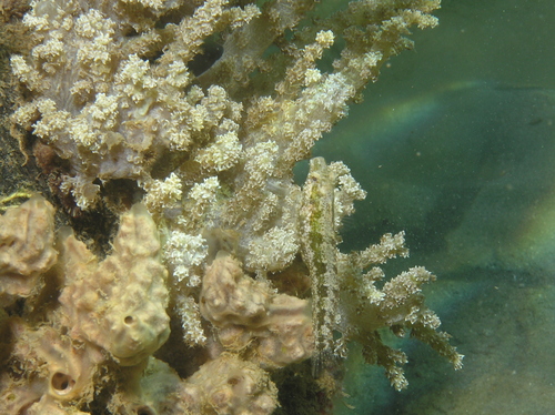 Variable Sabretooth Blenny