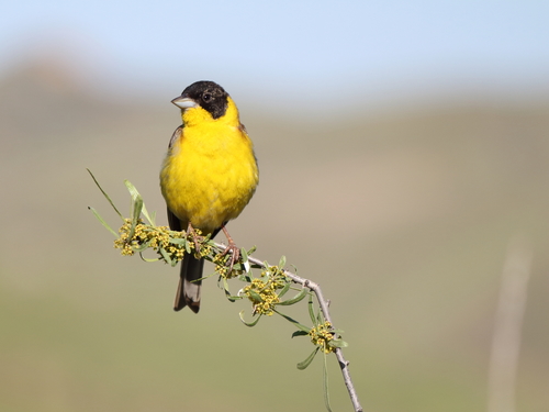 Black-headed Bunting
