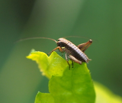 Platycleis grisea
