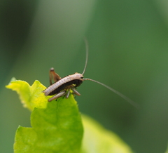 Platycleis grisea