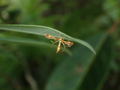 Xyroptila oenophanes