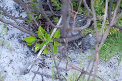Pelargonium cucullatum strigifolium