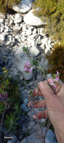 Image of Indigofera cytisoides by (c) Adele SL, some rights reserved (CC BY)