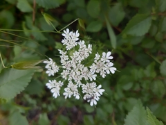 Daucus muricatus