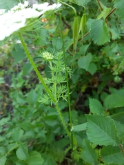 Daucus muricatus