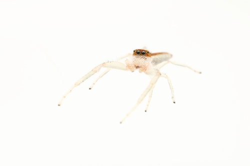 White-jawed Jumping Spider photo 4