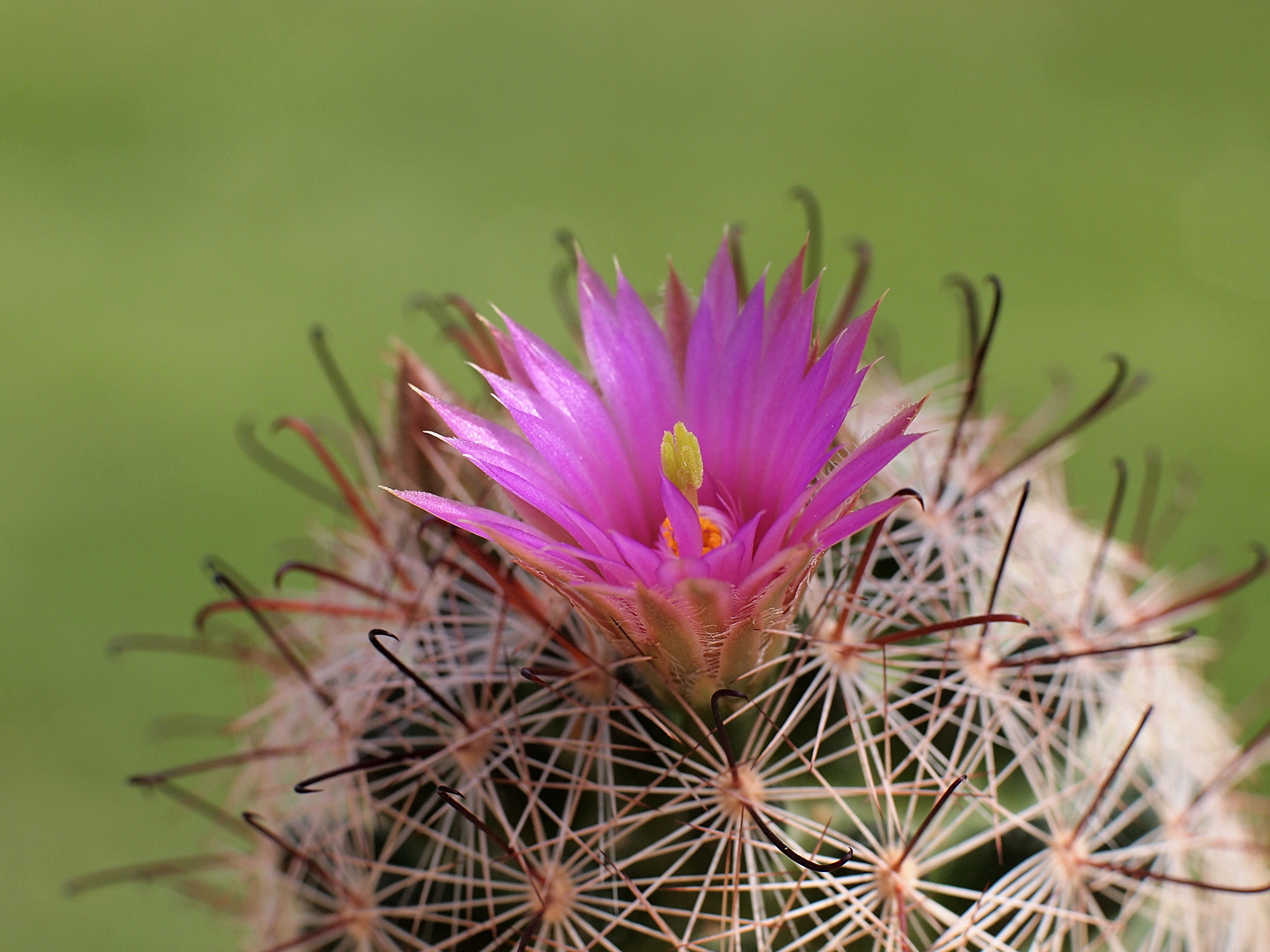 Mammillaria wrightii
