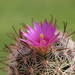 Wright's Nipple Cactus - Photo (c) Dornenwolf, some rights reserved (CC BY)