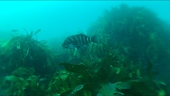 Chirodactylus spectabilis