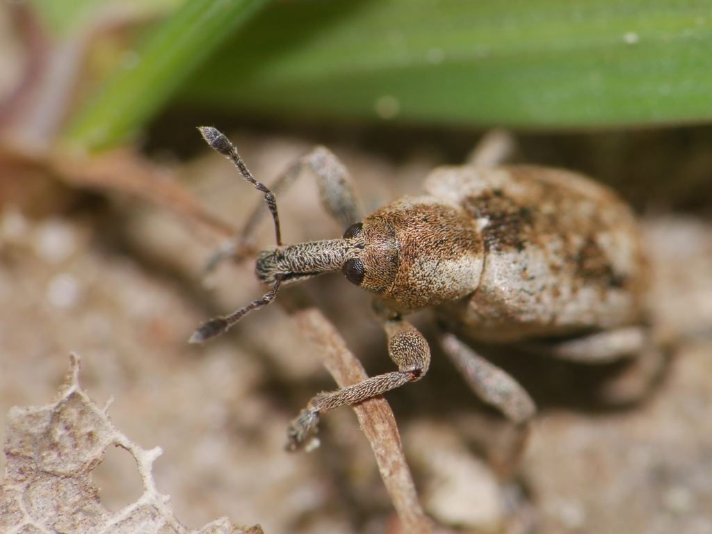 Weevil