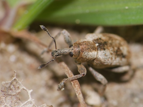 Weevil
